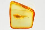Detailed Fossil Bark Beetle (Scolytinae) in Baltic Amber #357765-1